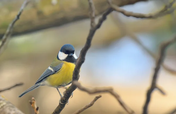 Great Tit (Parus major) — Stock Photo, Image