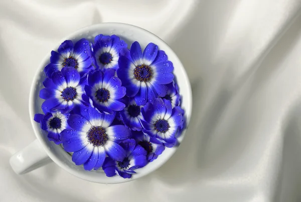 Blue and white cineraria flowers — Stock Photo, Image