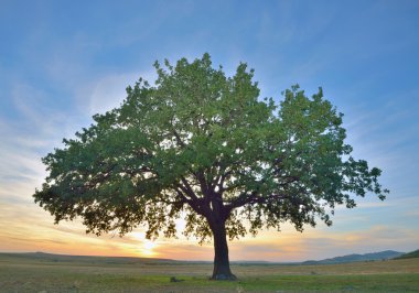 solitary oak tree  clipart