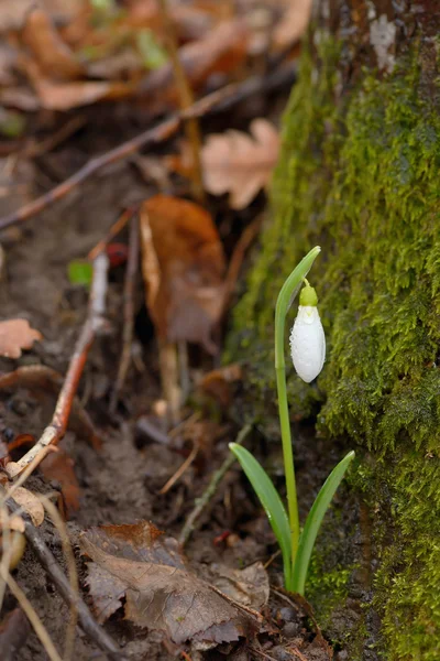 Gotas de nieve en un bosque —  Fotos de Stock