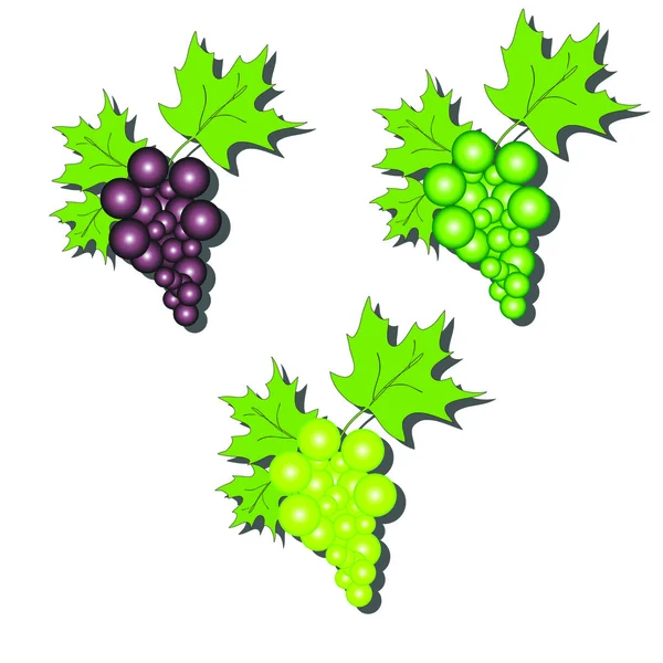 Illustration vectorielle de raisin eps 8 — Image vectorielle