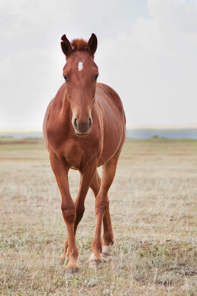 Koń na pastwisku, — Zdjęcie stockowe