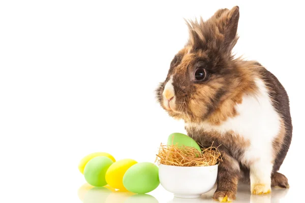 Easter rabbit over white isolated background — Stock Photo, Image