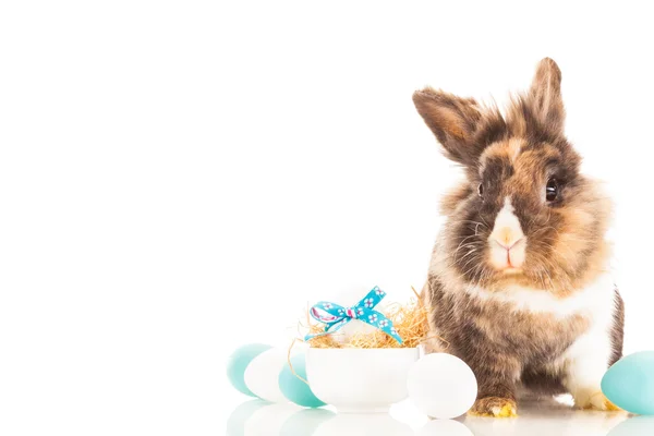 Easter rabbit over white isolated background — Stock Photo, Image