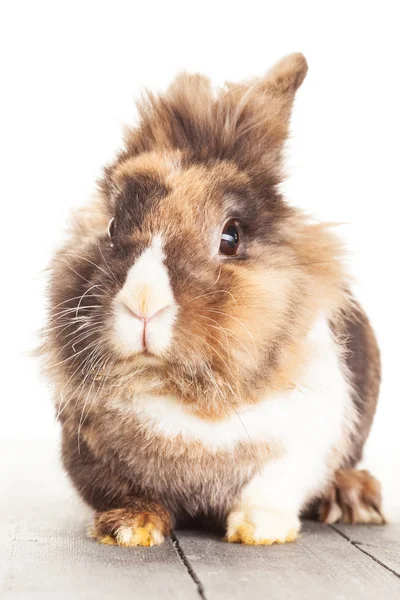 Easter rabbit over white isolated background — Stock Photo, Image