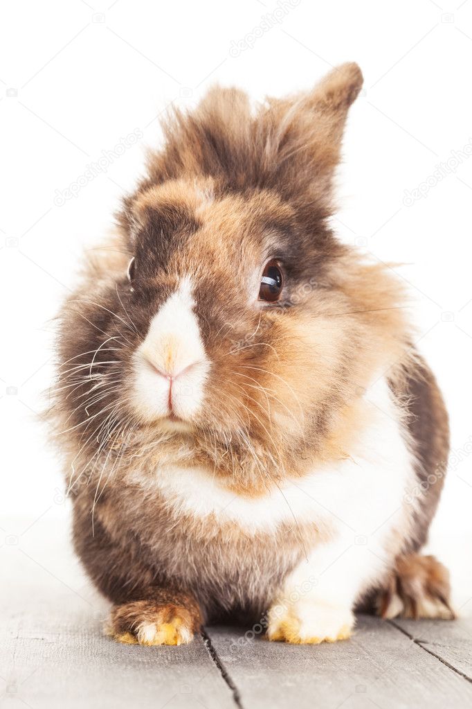 Easter rabbit over white isolated background
