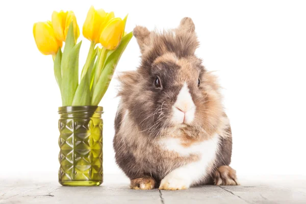 Funny rabbit over white islolated background — Stock Photo, Image
