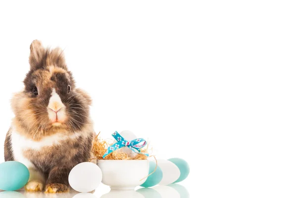 Easter rabbit over white isolated background — Stock Photo, Image