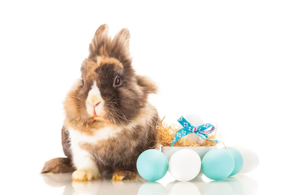 Easter rabbit over white isolated background — Stock Photo, Image