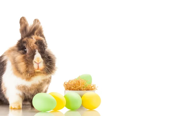 Funny easter rabbit — Stock Photo, Image
