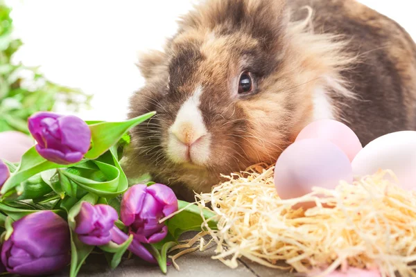 Funny fluffy rabbit — Stock Photo, Image