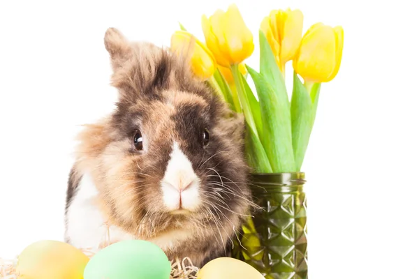 Funny fluffy rabbit — Stock Photo, Image