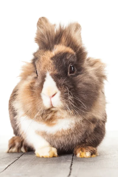 Funny fluffy rabbit — Stock Photo, Image