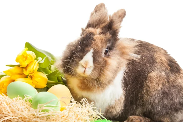 Easter fluffy rabbit — Stock Photo, Image