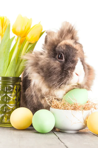 Easter fluffy rabbit — Stock Photo, Image