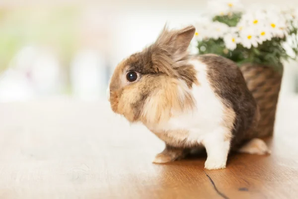 Dvärg kanin på träbord — Stockfoto