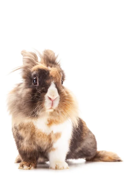 Zwergkaninchen Löwenkopf — Stockfoto