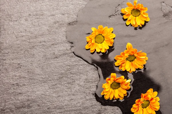 Blommor på golvet — Stockfoto