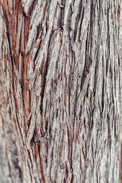 De structuur van de close-up van cypress kofferbak. Macro houtstructuur. — Stockfoto