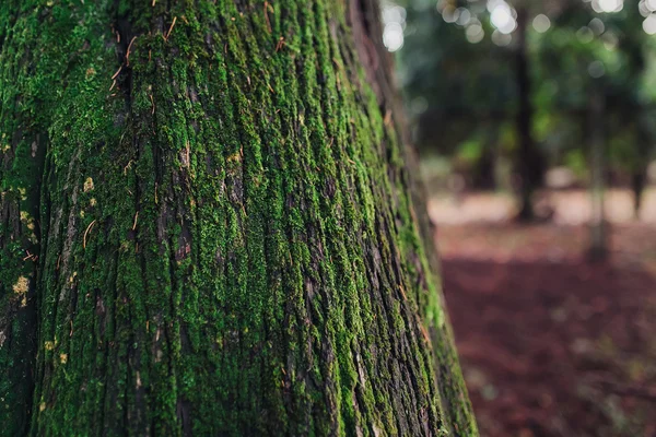 Textuur achtergrond, schors van de boom met groene mos — Stockfoto