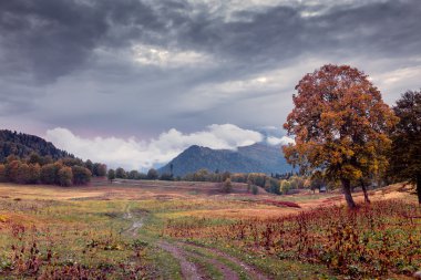 Agepsta Dağı'nda kalın sis. Abhazya, Gürcistan. Kafkas Dağları. PIV geçmek görüntülemek