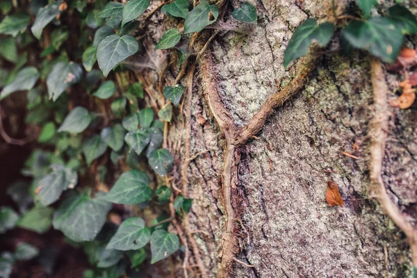 コーカサスのこの夏の森の大きな木に育ってアイビー — ストック写真