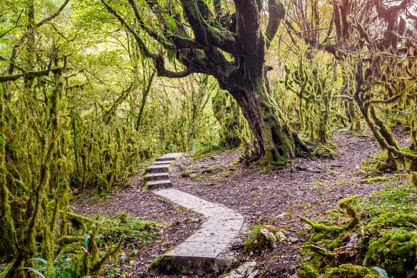 iz içinde yoğun bir orman, Şimşir ağacı grove Ritsa milli parkta bir popüler Hiking, Abhazya yoldur.