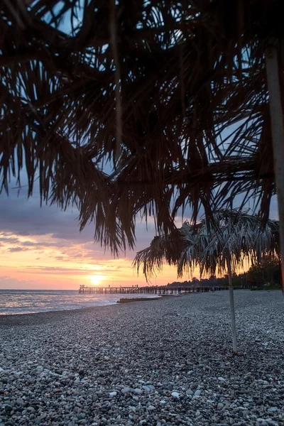 Západ slunce moře s palm tree baldachýn — Stock fotografie