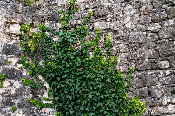 Efeu blättert an alter Steinmauer — Stockfoto