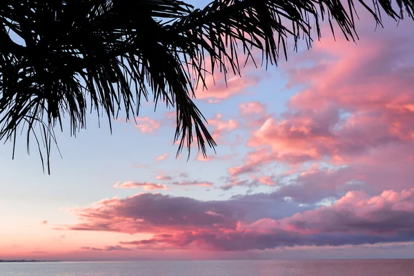 Барвисті захід сонця з пальмові дерева силуети і хмари над Чорним морем — стокове фото