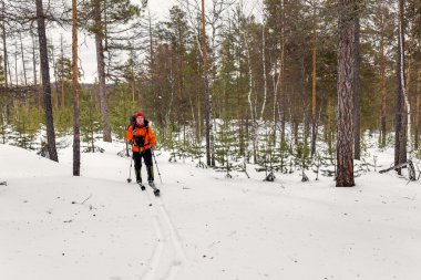 ormanda kış yürüyüş. Bir adam bir sırt çantası ile Kayak