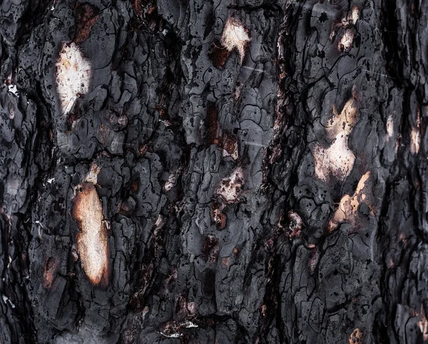 燃焼の木松の樹皮やカラマツ — ストック写真