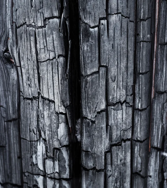 Textura de carbono negro da madeira queimada na floresta — Fotografia de Stock