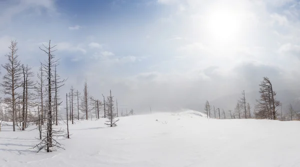 Vinterlandskap med vind och snö snöstormar — Stockfoto