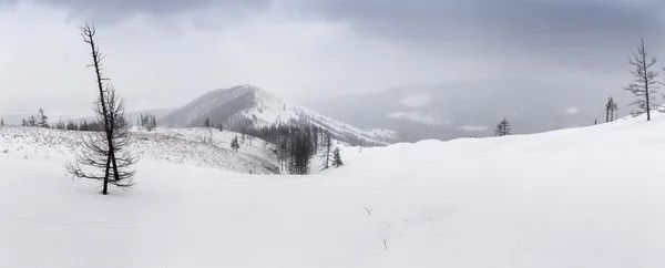 Panorama av ett vinterlandskap med blåser snö berg och t — Stockfoto