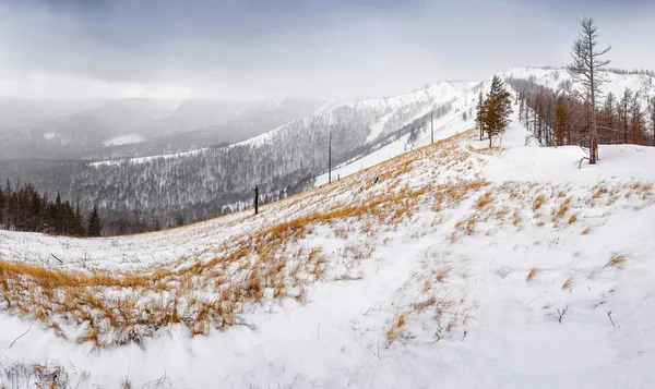 Winterlandschap met gele gras in besneeuwde bergen — Stockfoto