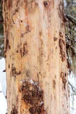 Ölü ağaç gövdesini kapatın.