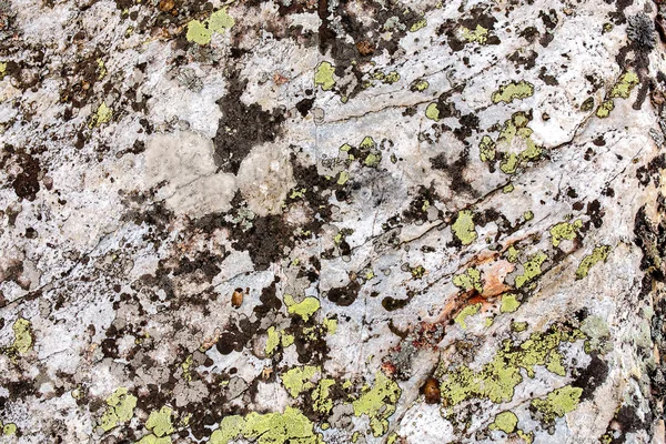 Roche avec un lichen vert gros plan de la texture — Photo