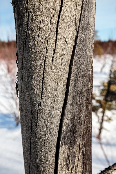 ツリーの背景色と木の質感の壁のテクスチャ — ストック写真