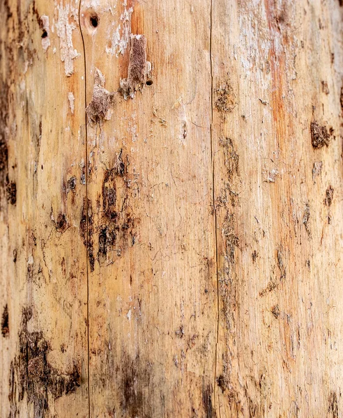 Száraz fa fa részlete — Stock Fotó