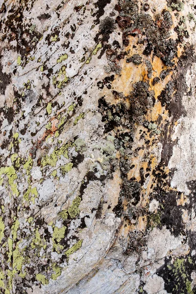 苔岩、第 4 番で被われています。自然テクスチャ: 苔癬 — ストック写真