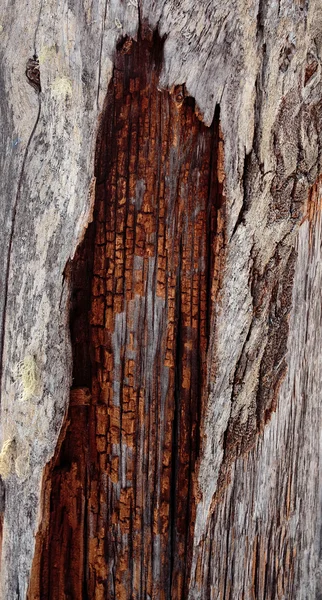 Struktura starého dřeva se značným množstvím praskliny — Stock fotografie
