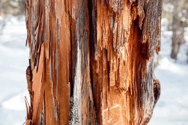 赤い腐ったき裂を有する枯れ木テクスチャ — ストック写真