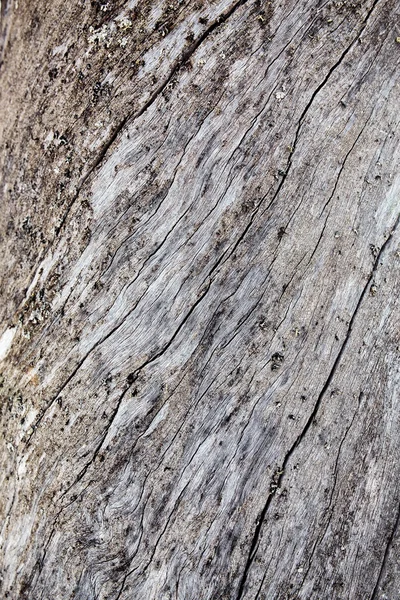 Ağaç arka plan ve duvar ağaç doku doku