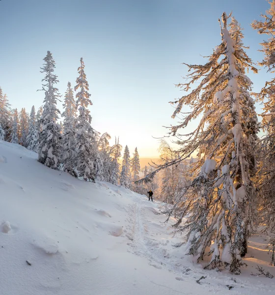 Bela manhã de inverno com árvores cobertas de neve. — Fotografia de Stock