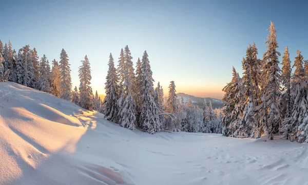 Bela manhã de inverno com árvores cobertas de neve. — Fotografia de Stock