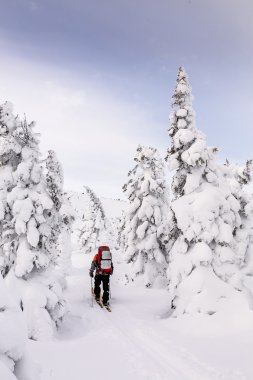 Skiers walking on snow covered mountain ranges, Ural, Russia clipart