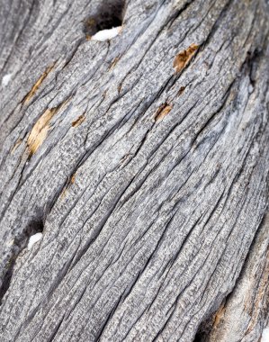 ölü ağaç gövdesinde çatlaklar, yakın çekim