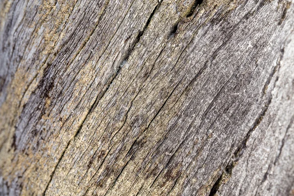 亀裂の死んだ木の幹のクローズ アップ — ストック写真