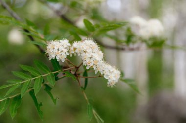 Rowan ağacı çiçek. Brunch rowan ağacı çiçek yeşil yaprakları ve beyaz renk.